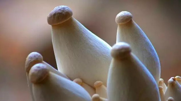 圖片關鍵詞 http://www.guangjim.com/ewebeditor/uploadfile/20170914091357269001.png