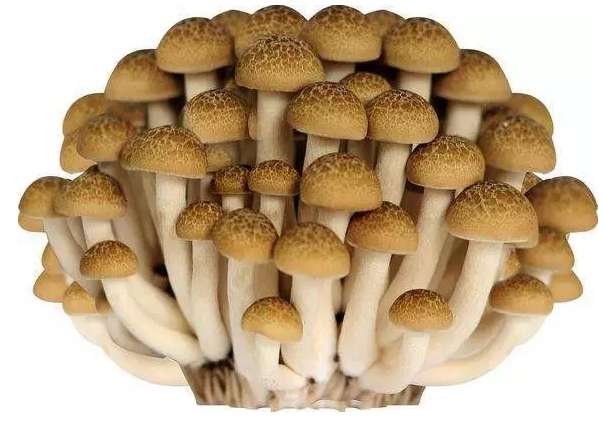 圖片關鍵詞 http://www.guangjim.com/ewebeditor/uploadfile/20170914091421667001.png