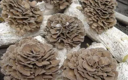 圖片關鍵詞 http://www.guangjim.com/ewebeditor/uploadfile/20170914091445139001.png