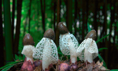 圖片關(guān)鍵詞 http://www.guangjim.com/ewebeditor/uploadfile/20180828110329835001.png